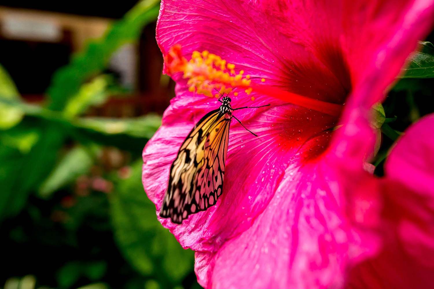 jardin-aux-papillons-morbihan-bretagne-sud-43 © Meero