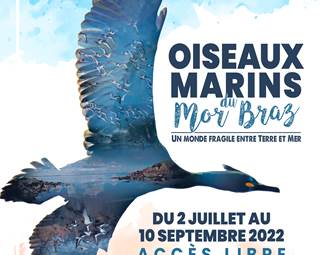 les-oiseaux-marins-du-mor-braz-exposition-locmariauqer-morbihan-bretagne ©
