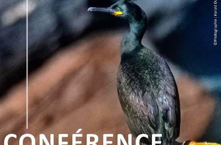 Les oiseaux marins du Mor Braz : les reconnaître, les protéger